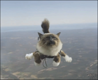cat jump fail gif imgur